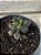 Adromischus marianiae ‘silver fountain’ - Imagem 2
