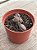 Adromischus marianiae ‘silver fountain’ - Imagem 2