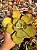 Echeveria beach waves ( sem raiz) - Imagem 1