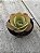 Echeveria beach wear - Imagem 1