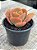 Echeveria beach wear - Imagem 2