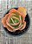 Echeveria beach wear - Imagem 3