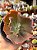 Echeveria gloaming - Imagem 1