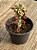 Euphorbia monadenium stapelioides variegata  raízes) - Imagem 4