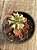 Euphorbia monadenium stapelioides variegata  raízes) - Imagem 2