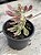Euphorbia monadenium stapelioides variegata (poucas raízes) - Imagem 3