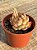 Echeveria labios rosados - Imagem 2