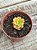 Echeveria mini belle áurea - Imagem 1