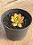 Echeveria mini belle áurea - Imagem 3