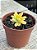 Echeveria mini belle áurea (sem raiz) - Imagem 3