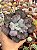 Echeveria linguas ( sem raiz) - Imagem 1