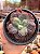 Echeveria linguas - Imagem 1