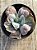 Echeveria linguas - Imagem 3