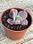 Echeveria linguas (sem raiz) - Imagem 3