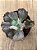 Echeveria linguas - Imagem 3