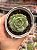 Echeveria gloria - Imagem 1
