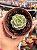 Echeveria gloria - Imagem 1