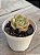 Echeveria gloria - Imagem 2