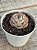 Echeveria gloria - Imagem 3