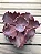 Echeveria red planet - Imagem 2