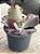 Echeveria capricorn M - Imagem 3