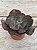 Echeveria cairo G (sem raiz) - Imagem 3