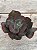 Echeveria cairo G (sem raiz) - Imagem 1