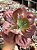 Echeveria timajon - Imagem 2