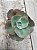 Echeveria hb davinci code (sem raiz) - Imagem 1