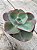 Echeveria hb davinci code (sem raiz) - Imagem 2