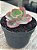 Echeveria híbrida Da Vinci code (sem raiz) - Imagem 2