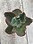 Echeveria war dancer (sem raiz) - Imagem 1