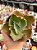 Echeveria war dancer - Imagem 1
