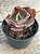 Echeveria UK - Imagem 3