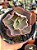 Echeveria UK - Imagem 1