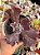 Echeveria lavender frills - Imagem 1