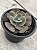 Echeveria Red olong - Imagem 3