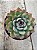 Echeveria apus - Imagem 1