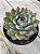 Echeveria apus - Imagem 2