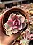 Echeveria rainbow - Imagem 1