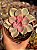 Echeveria rainbow - Imagem 1