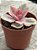 Echeveria rainbow - Imagem 2