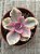 Echeveria rainbow - Imagem 3