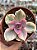 Echeveria rainbow - Imagem 1