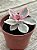 Echeveria rainbow - Imagem 2