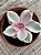 Echeveria rainbow - Imagem 3