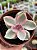 Echeveria rainbow - Imagem 1