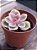 Echeveria rainbow - Imagem 2