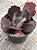 Echeveria PR 03 - Imagem 3