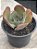 Echeveria Mauna portuguesa - Imagem 3